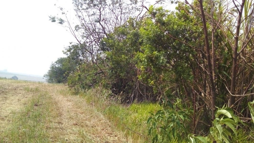 Chcara - Venda - Da Gleba Jacutinga - Londrina - PR