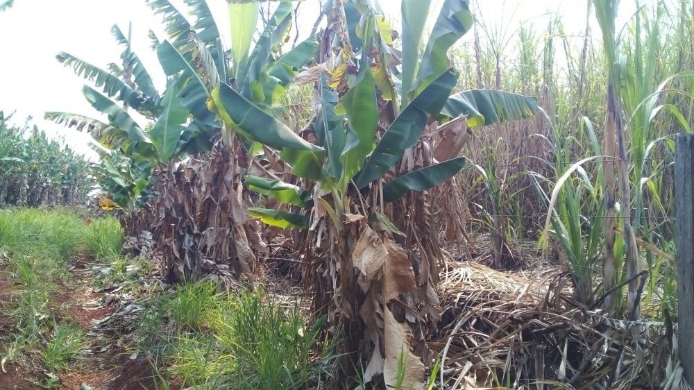 Chcara - Venda - Da Gleba Jacutinga - Londrina - PR