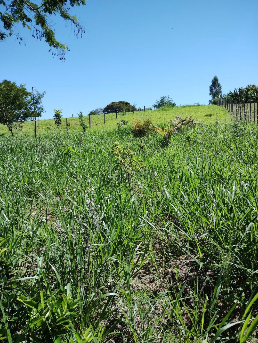 Chcara - Venda - Condominio Areia Branca - Jaboti - PR